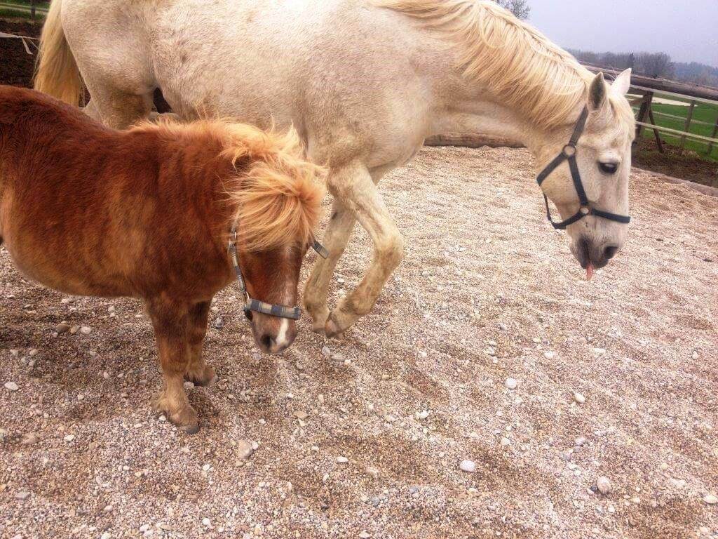 trianon pony